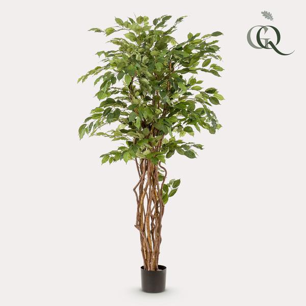 [Brand/Company Name] [Plant/Flower Type] and [Plant/Flower Type] set in [Material/Color] pot on [Material/Color] tray.