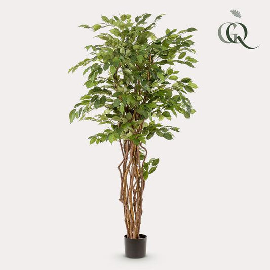 [Brand/Company Name] [Plant/Flower Type] and [Plant/Flower Type] set in [Material/Color] pot on [Material/Color] tray.