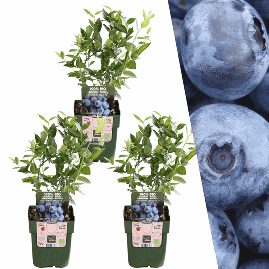[Brand/Company Name] [Plant/Flower Type] and [Plant/Flower Type] set in [Material/Color] pot on [Material/Color] tray.