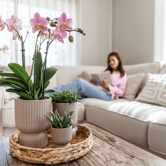 [Brand/Company Name] [Plant/Flower Type] and [Plant/Flower Type] set in [Material/Color] pot on [Material/Color] tray.