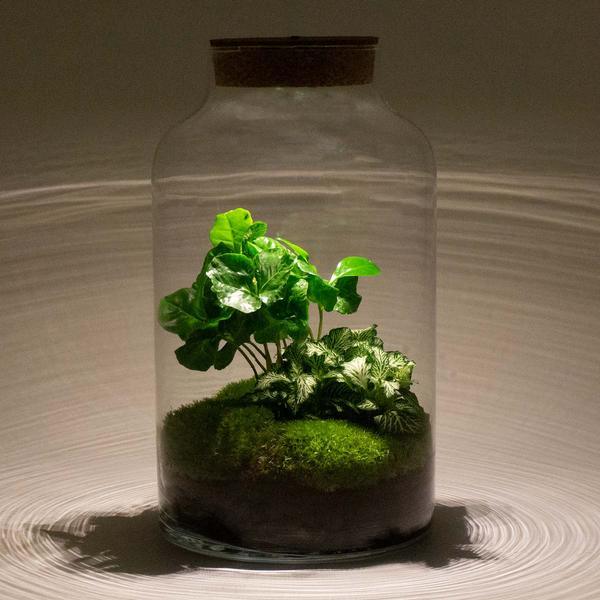 [Brand/Company Name] [Plant/Flower Type] and [Plant/Flower Type] set in [Material/Color] pot on [Material/Color] tray.