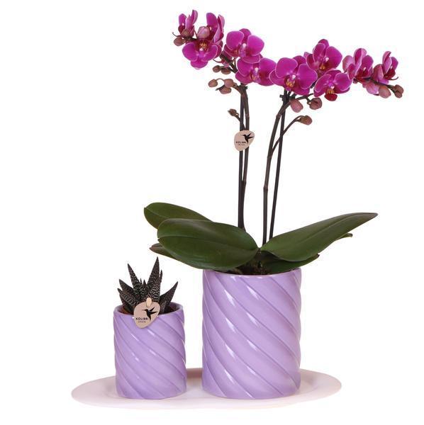 [Brand/Company Name] [Plant/Flower Type] and [Plant/Flower Type] set in [Material/Color] pot on [Material/Color] tray.