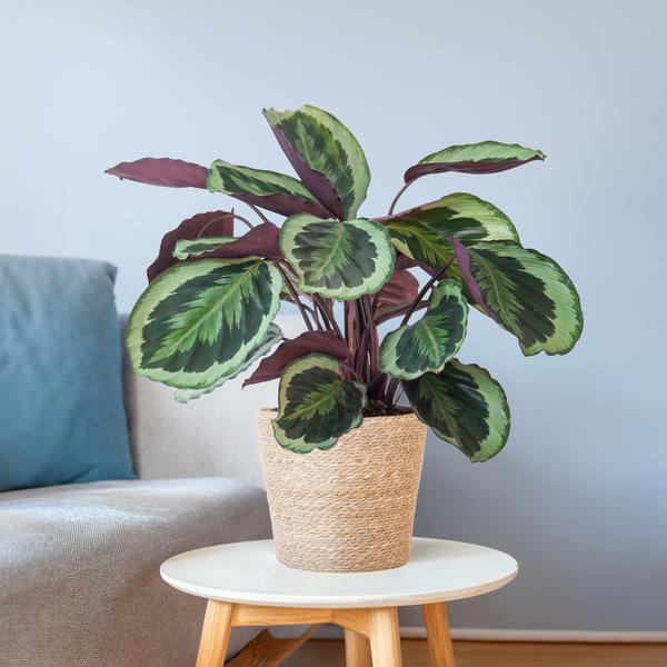 [Brand/Company Name] [Plant/Flower Type] and [Plant/Flower Type] set in [Material/Color] pot on [Material/Color] tray.