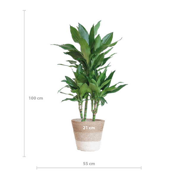 [Brand/Company Name] [Plant/Flower Type] and [Plant/Flower Type] set in [Material/Color] pot on [Material/Color] tray.