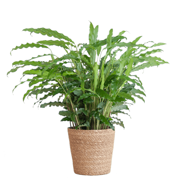 [Brand/Company Name] [Plant/Flower Type] and [Plant/Flower Type] set in [Material/Color] pot on [Material/Color] tray.