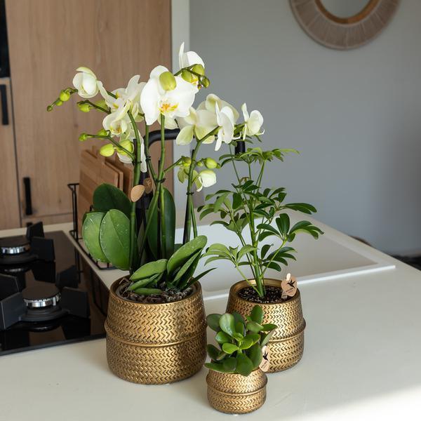 [Brand/Company Name] [Plant/Flower Type] and [Plant/Flower Type] set in [Material/Color] pot on [Material/Color] tray.
