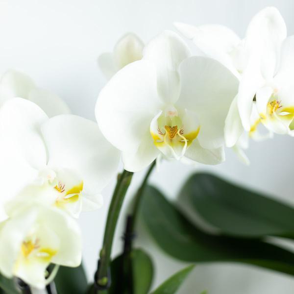 [Brand/Company Name] [Plant/Flower Type] and [Plant/Flower Type] set in [Material/Color] pot on [Material/Color] tray.