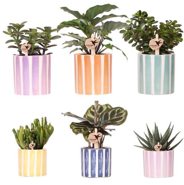 [Brand/Company Name] [Plant/Flower Type] and [Plant/Flower Type] set in [Material/Color] pot on [Material/Color] tray.