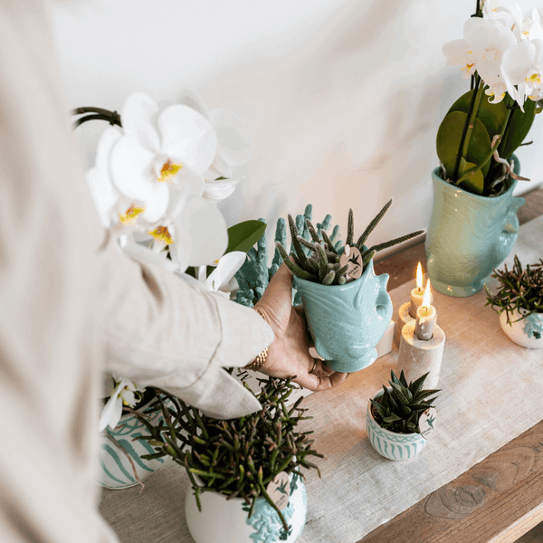 [Brand/Company Name] [Plant/Flower Type] and [Plant/Flower Type] set in [Material/Color] pot on [Material/Color] tray.