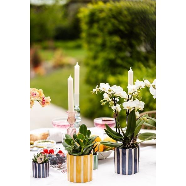 [Brand/Company Name] [Plant/Flower Type] and [Plant/Flower Type] set in [Material/Color] pot on [Material/Color] tray.