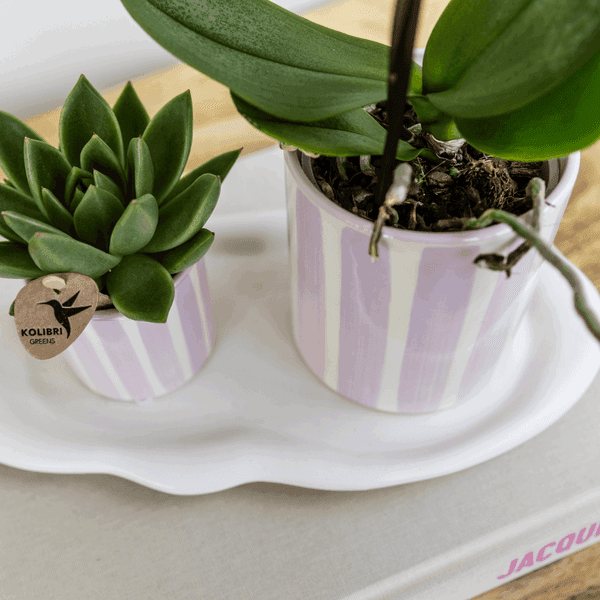 [Brand/Company Name] [Plant/Flower Type] and [Plant/Flower Type] set in [Material/Color] pot on [Material/Color] tray.
