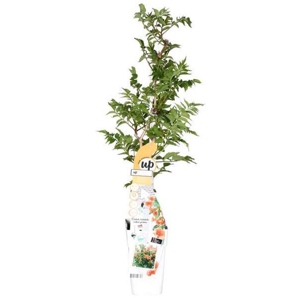 [Brand/Company Name] [Plant/Flower Type] and [Plant/Flower Type] set in [Material/Color] pot on [Material/Color] tray.