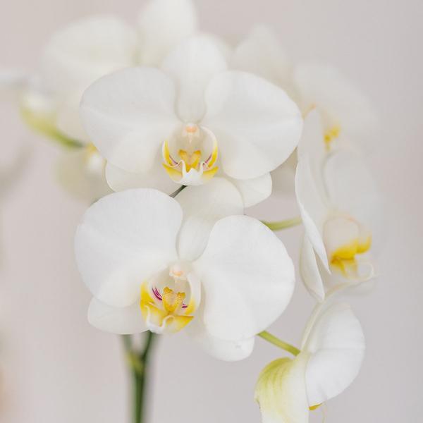 [Brand/Company Name] [Plant/Flower Type] and [Plant/Flower Type] set in [Material/Color] pot on [Material/Color] tray.