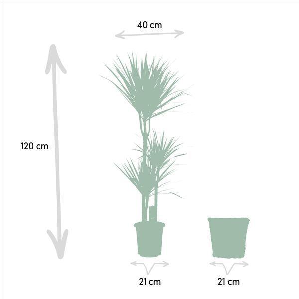 [Brand/Company Name] [Plant/Flower Type] and [Plant/Flower Type] set in [Material/Color] pot on [Material/Color] tray.