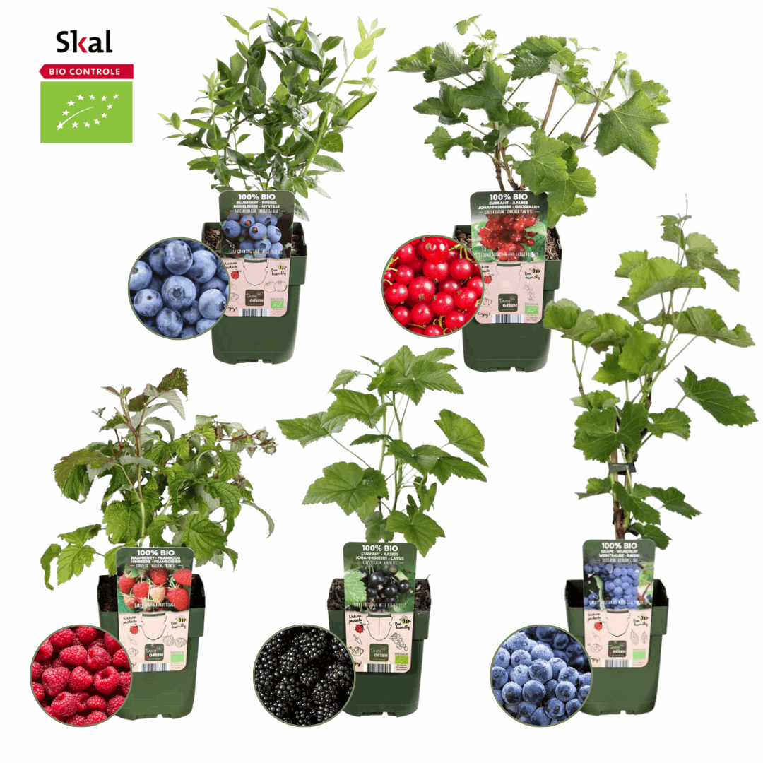 [Brand/Company Name] [Plant/Flower Type] and [Plant/Flower Type] set in [Material/Color] pot on [Material/Color] tray.