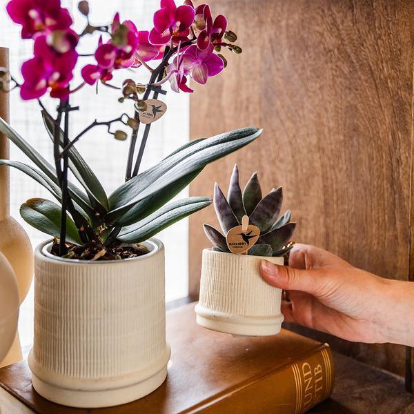 [Brand/Company Name] [Plant/Flower Type] and [Plant/Flower Type] set in [Material/Color] pot on [Material/Color] tray.