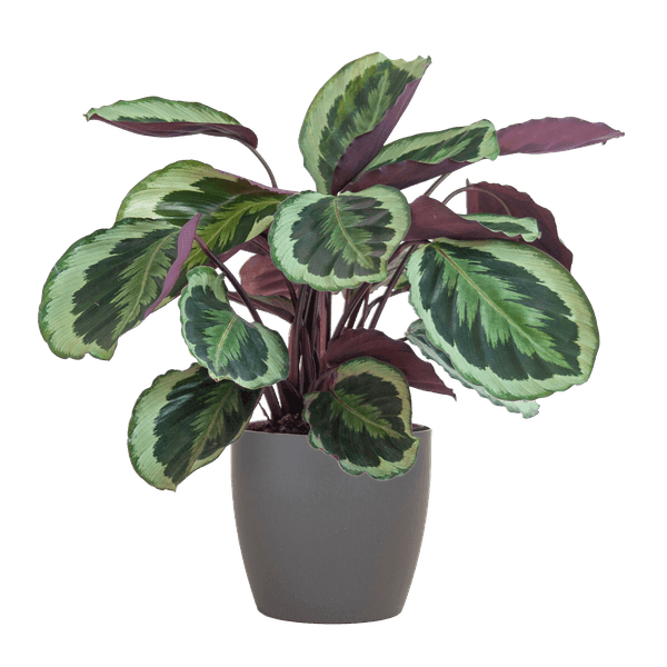 [Brand/Company Name] [Plant/Flower Type] and [Plant/Flower Type] set in [Material/Color] pot on [Material/Color] tray.