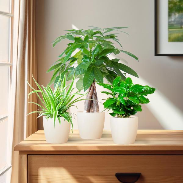 [Brand/Company Name] [Plant/Flower Type] and [Plant/Flower Type] set in [Material/Color] pot on [Material/Color] tray.