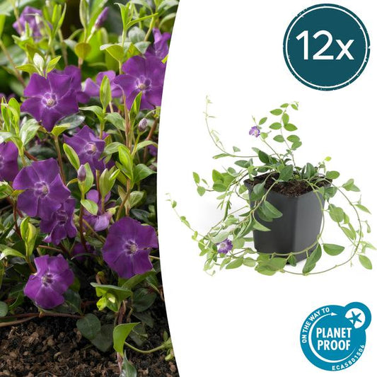[Brand/Company Name] [Plant/Flower Type] and [Plant/Flower Type] set in [Material/Color] pot on [Material/Color] tray.