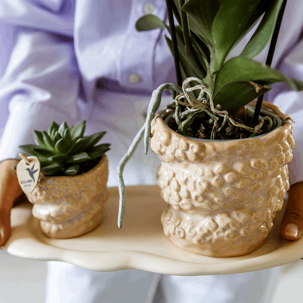 [Brand/Company Name] [Plant/Flower Type] and [Plant/Flower Type] set in [Material/Color] pot on [Material/Color] tray.