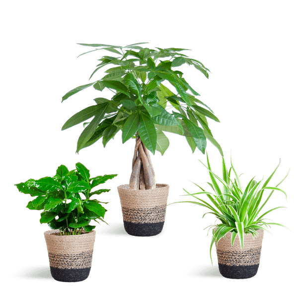 [Brand/Company Name] [Plant/Flower Type] and [Plant/Flower Type] set in [Material/Color] pot on [Material/Color] tray.