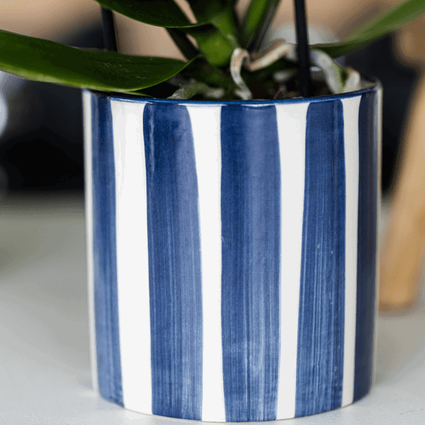 [Brand/Company Name] [Plant/Flower Type] and [Plant/Flower Type] set in [Material/Color] pot on [Material/Color] tray.