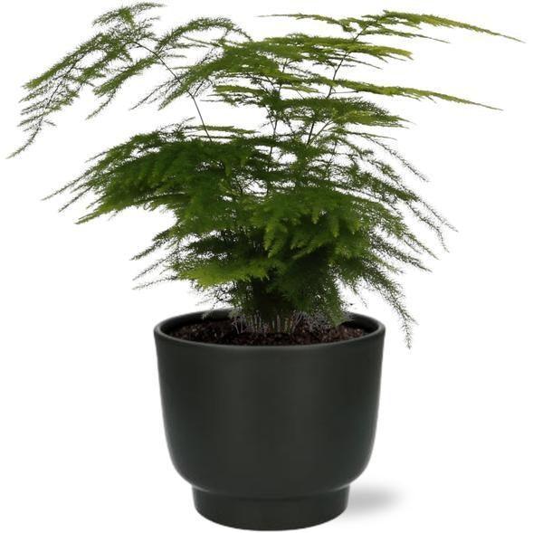 [Brand/Company Name] [Plant/Flower Type] and [Plant/Flower Type] set in [Material/Color] pot on [Material/Color] tray.