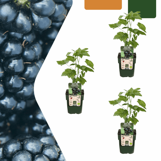 [Brand/Company Name] [Plant/Flower Type] and [Plant/Flower Type] set in [Material/Color] pot on [Material/Color] tray.