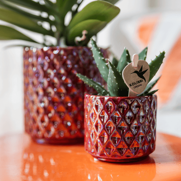 [Brand/Company Name] [Plant/Flower Type] and [Plant/Flower Type] set in [Material/Color] pot on [Material/Color] tray.