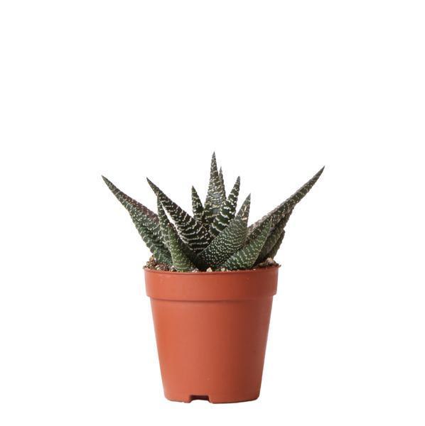 [Brand/Company Name] [Plant/Flower Type] and [Plant/Flower Type] set in [Material/Color] pot on [Material/Color] tray.