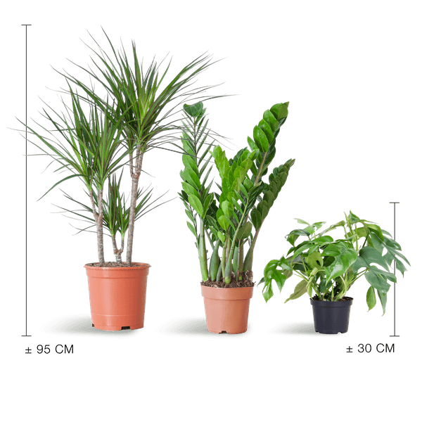 [Brand/Company Name] [Plant/Flower Type] and [Plant/Flower Type] set in [Material/Color] pot on [Material/Color] tray.