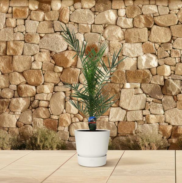 [Brand/Company Name] [Plant/Flower Type] and [Plant/Flower Type] set in [Material/Color] pot on [Material/Color] tray.
