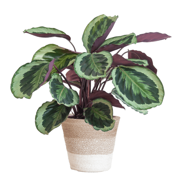 [Brand/Company Name] [Plant/Flower Type] and [Plant/Flower Type] set in [Material/Color] pot on [Material/Color] tray.