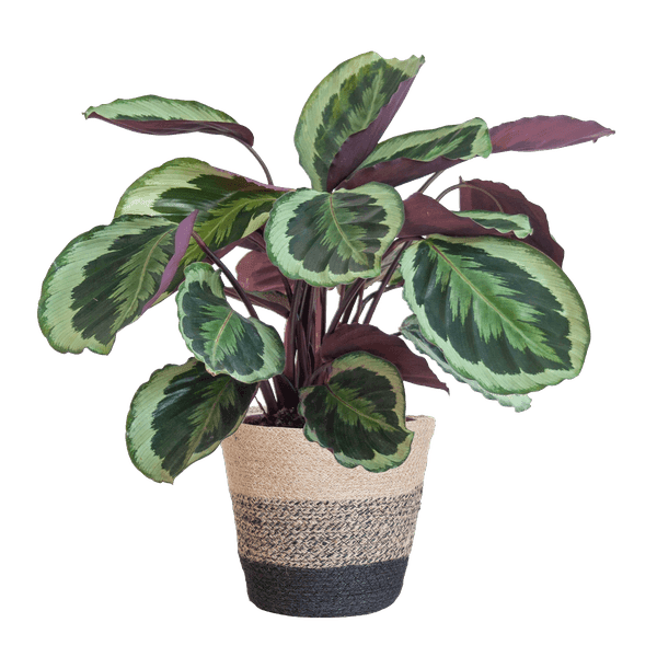 [Brand/Company Name] [Plant/Flower Type] and [Plant/Flower Type] set in [Material/Color] pot on [Material/Color] tray.