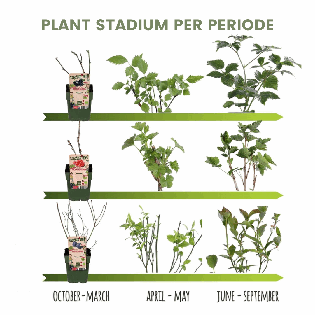 [Brand/Company Name] [Plant/Flower Type] and [Plant/Flower Type] set in [Material/Color] pot on [Material/Color] tray.