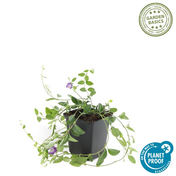 [Brand/Company Name] [Plant/Flower Type] and [Plant/Flower Type] set in [Material/Color] pot on [Material/Color] tray.