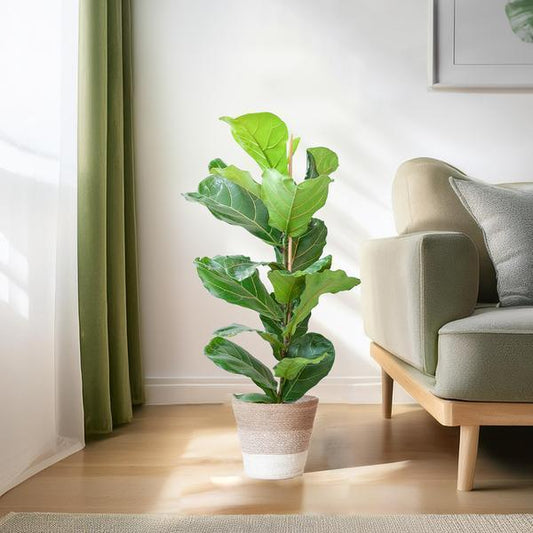[Brand/Company Name] [Plant/Flower Type] and [Plant/Flower Type] set in [Material/Color] pot on [Material/Color] tray.