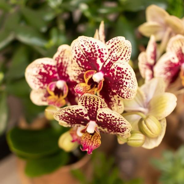[Brand/Company Name] [Plant/Flower Type] and [Plant/Flower Type] set in [Material/Color] pot on [Material/Color] tray.