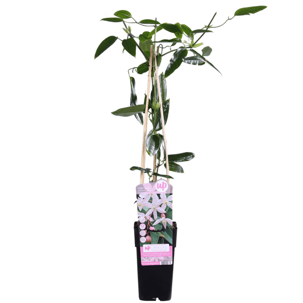 [Brand/Company Name] [Plant/Flower Type] and [Plant/Flower Type] set in [Material/Color] pot on [Material/Color] tray.