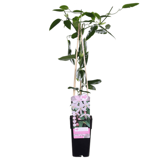 [Brand/Company Name] [Plant/Flower Type] and [Plant/Flower Type] set in [Material/Color] pot on [Material/Color] tray.