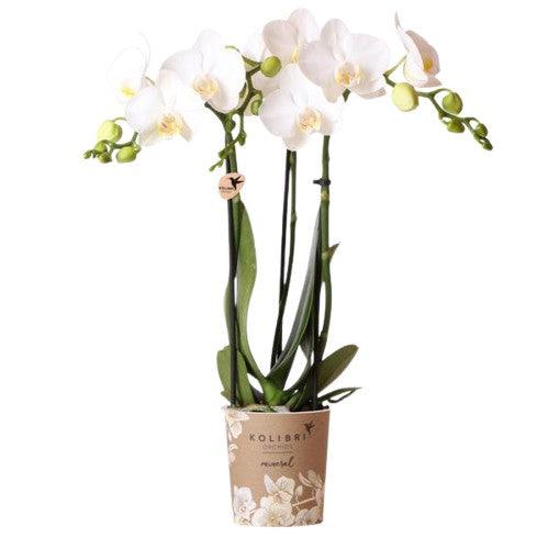 Witte Phalaenopsis Amabilis – Bloeiende Orchidee incl. Pot Ø9cm