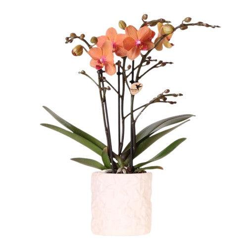 Oranje Orchidee & Sierpot Combo