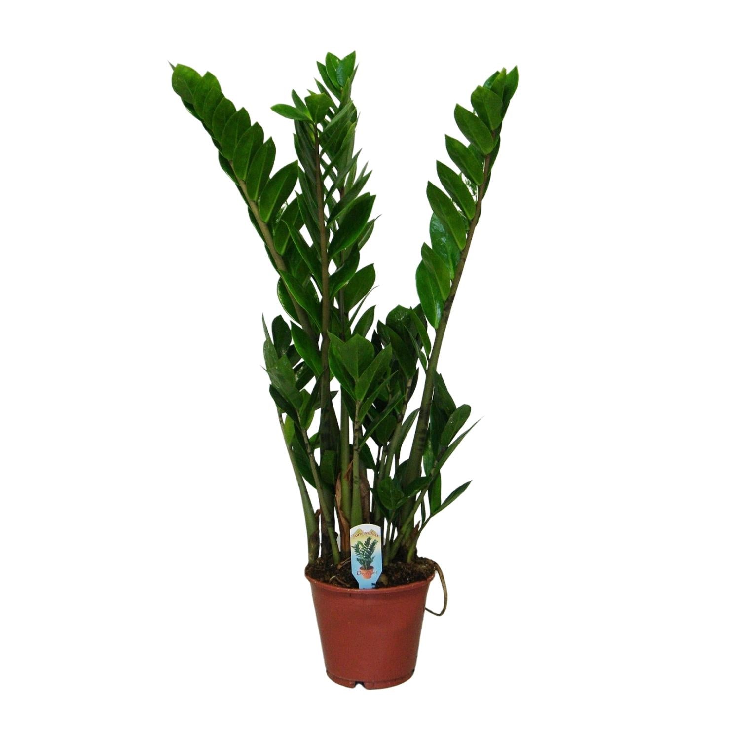 Zamioculcas Zamiifolia - Ø14cm - ↕50cm, groene kamerplant in een terracotta plantenpot, met grote glanzende bladeren.