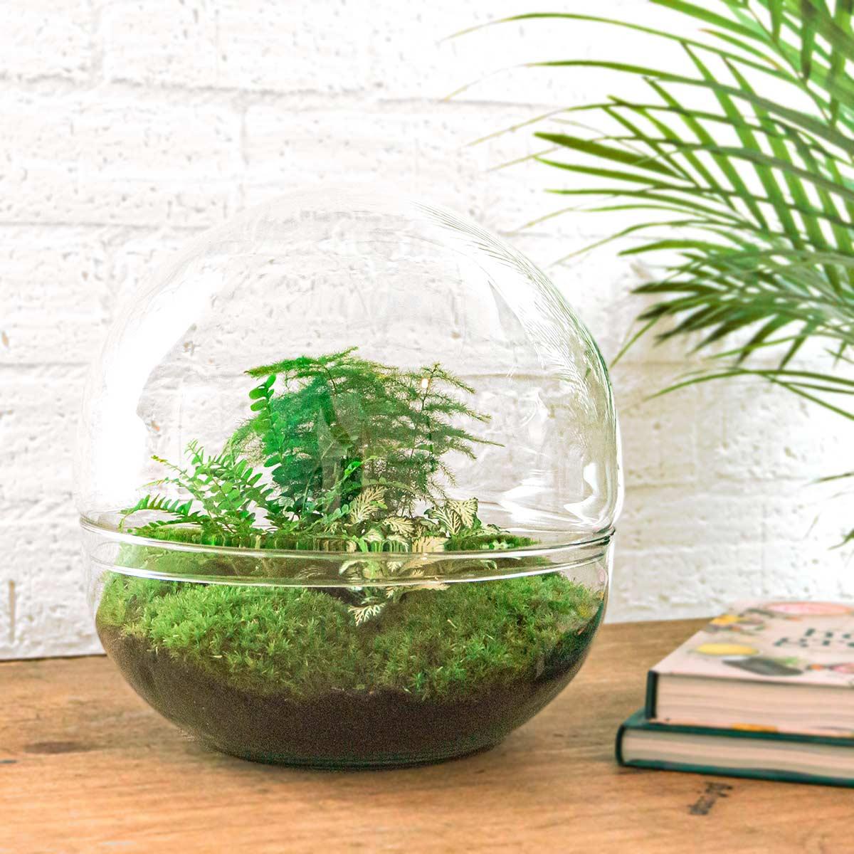 DIY terrarium - Dome XL - ↕ 30 cm - Normal with green ferns and moss in a clear glass pot.