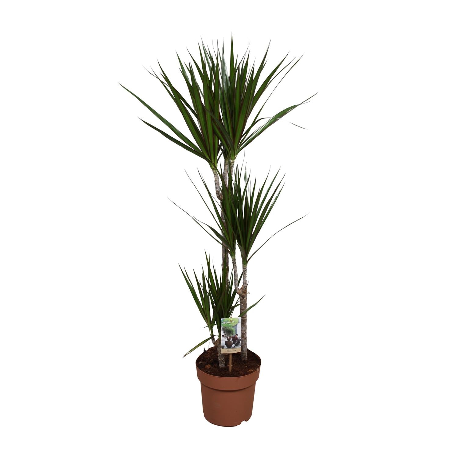 Dracaena Marginata - Ø21cm - ↕120cm in a brown pot, tall green leaves, ideal for indoor spaces.