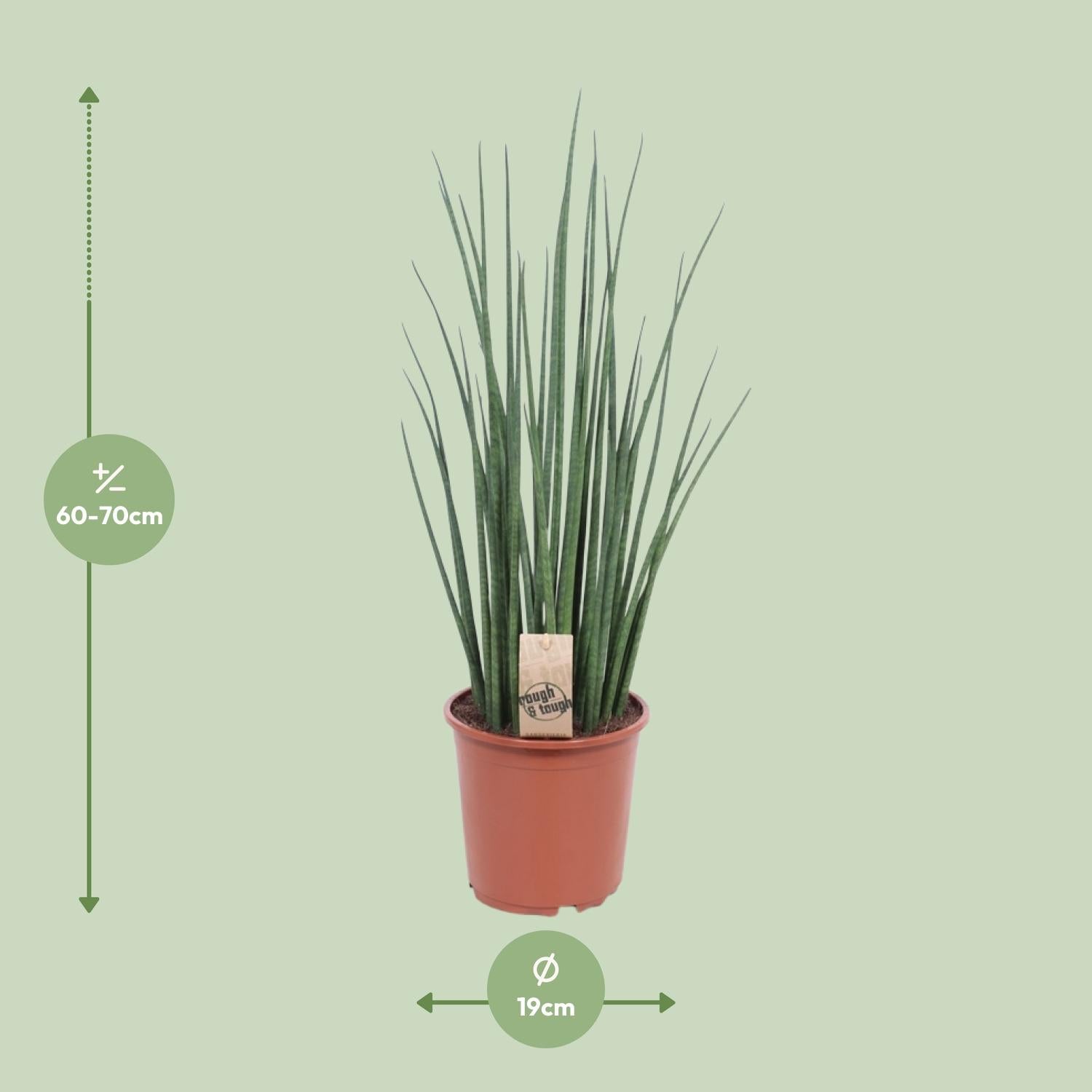 Sansevieria Mikado - Ø19cm - ↕70cm in a terracotta pot, with tall green leaves, against a pale green background.