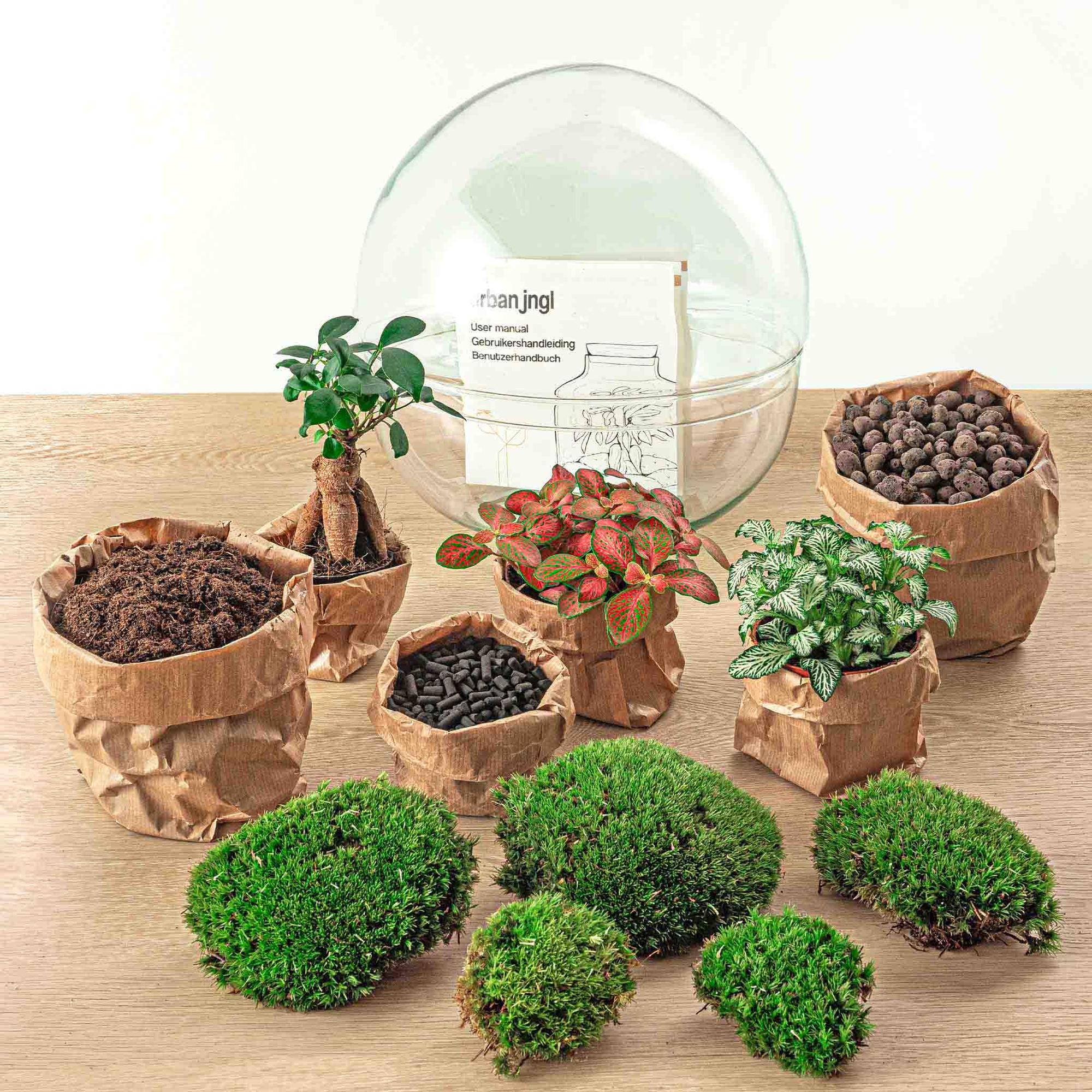 DIY terrarium - Dome XL - Ficus Ginseng Bonsai - ↕ 30 cm - Normal with plants, pot colors, and moss on a wooden surface.