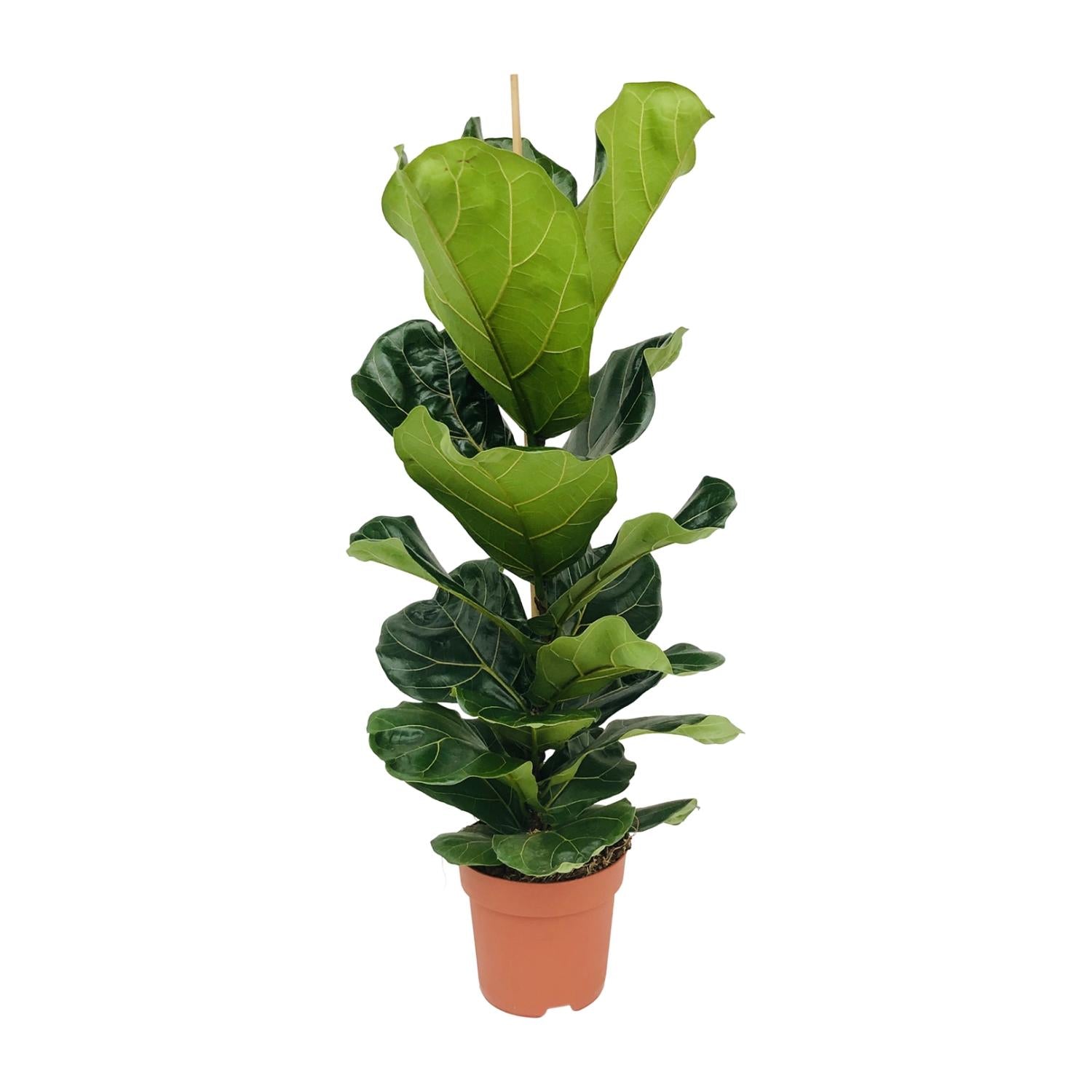 Ficus Lyrata - Ø21cm - ↕100cm in a terracotta pot, featuring large green leaves, suitable as a stylish kamerplant.