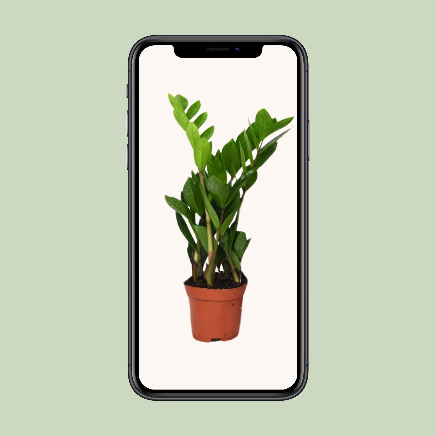 Zamioculcas Zamiifolia - Ø12cm - ↕40cm in een oranje plantenpot, groene bladeren zichtbaar, geplaatst op een lichte achtergrond.