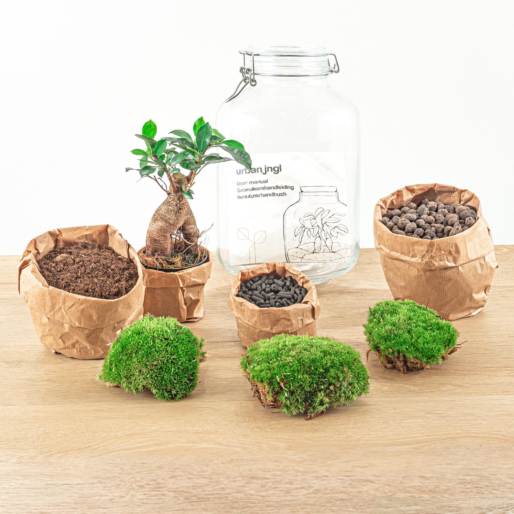 DIY terrarium - Ficus Ginseng bonsai - ↕ 28 cm - Normal with soil, moss, and jar on wooden surface.